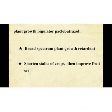 Regulador agroquímico del crecimiento vegetal PRG Paclobutrazol 10% 15% 25% WP